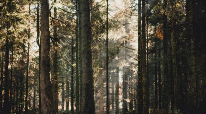 Tánczos Barna: létrehoztuk az Országos Erdészeti Felügyelőséget az illegális fakitermelés még hatékonyabb visszaszorítása érdekében